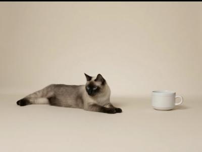 Littles - Siamese - Gallery Photo #1