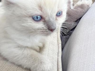 Blue Point Ragdoll - Ragdoll - Gallery Photo #1