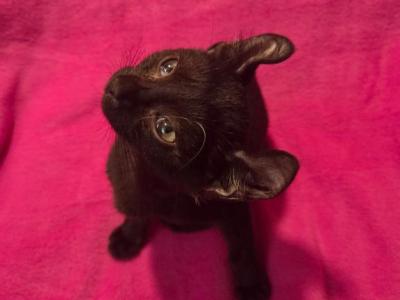 Non Standard Black  Elf Female - American Curl - Gallery Photo #1