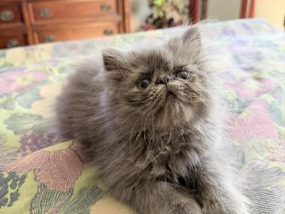 Ricky - Persian - Gallery Photo #1