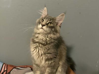 Simba - Maine Coon - Gallery Photo #1