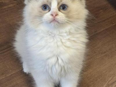 Blue Bicolor Female - Ragdoll - Gallery Photo #1