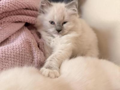 Lily - Ragdoll - Gallery Photo #1