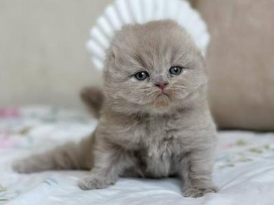 Lola - Scottish Fold - Gallery Photo #1