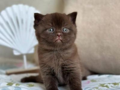 Leon - British Shorthair - Gallery Photo #1