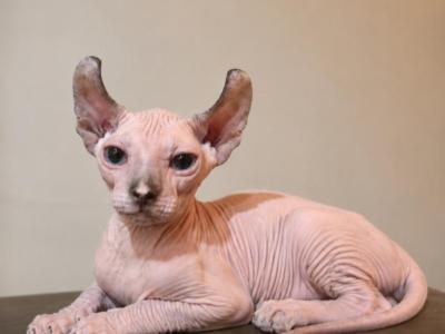 Beautiful Seal Point Elf Female Kitten - Sphynx - Gallery Photo #1
