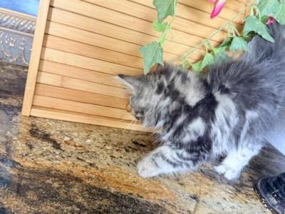 Celestial Magnolia - Persian - Gallery Photo #1