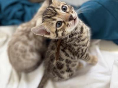 R Litter - Bengal - Gallery Photo #1