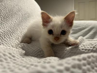 Gouda - Ragdoll - Gallery Photo #1