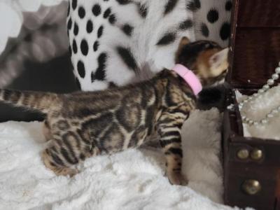 Kasha Brown Clouded Rosetted Bengal Kitten - Bengal - Gallery Photo #1