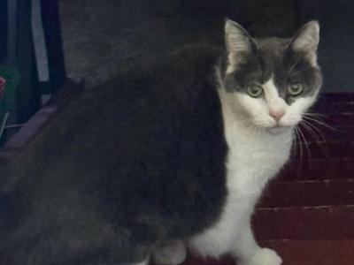 Gracie - American Shorthair - Gallery Photo #1