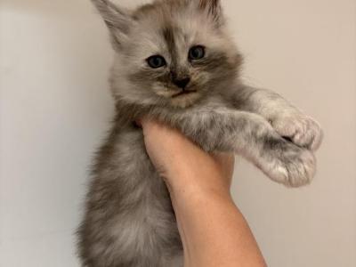 Ian - Maine Coon - Gallery Photo #1