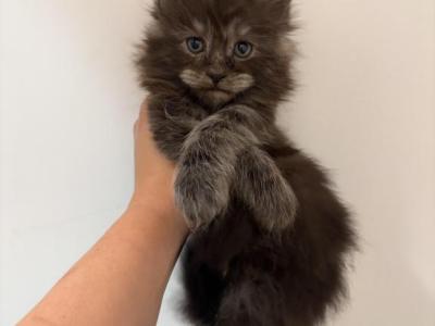 Idris - Maine Coon - Gallery Photo #1
