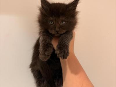 Ivan - Maine Coon - Gallery Photo #1