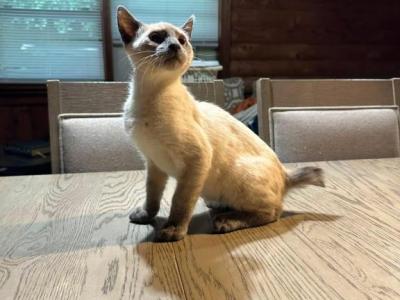 Brothers For Sale Together - Siamese - Gallery Photo #1