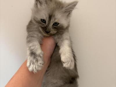 Isle - Maine Coon - Gallery Photo #1