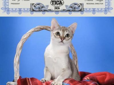 Precious - Singapura - Gallery Photo #1