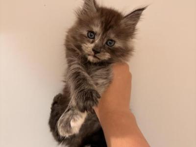 Iliana - Maine Coon - Gallery Photo #1