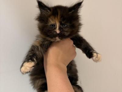 Imani - Maine Coon - Gallery Photo #1