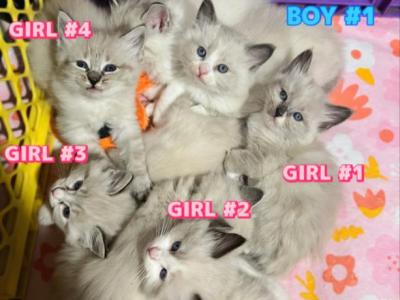 5 Beautiful Ragdoll Kittens - Ragdoll - Gallery Photo #1