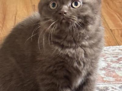 Poppy British Shorthair Cinnamon Kitten - British Shorthair - Gallery Photo #1