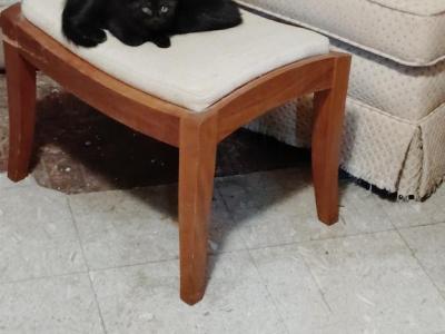 3 Kittens - Domestic - Gallery Photo #1