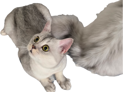 Silver - Scottish Fold - Gallery Photo #1