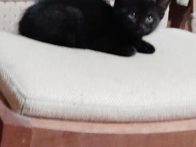 Kittens - Domestic - Gallery Photo #1