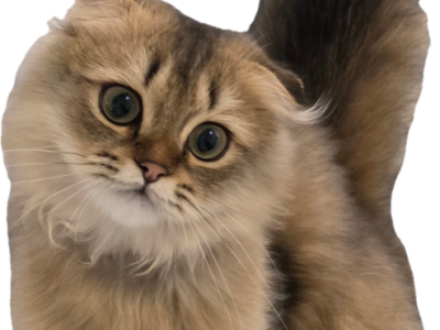 Jr Prince - Scottish Fold - Gallery Photo #1