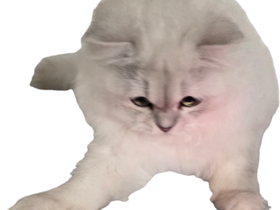 Jr Almaz - Scottish Fold - Gallery Photo #1
