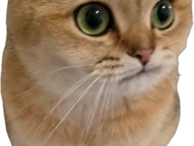 Dara - Scottish Fold - Gallery Photo #1