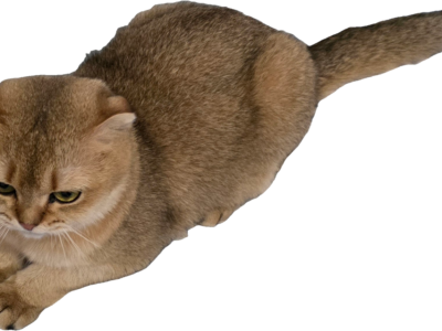 Dara - Scottish Fold - Gallery Photo #1