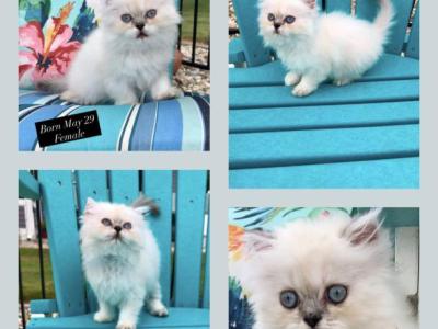 Kitten 1 Everest & Lyric Litter Himalayan Persians - Himalayan - Gallery Photo #1