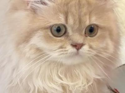 Selesta Lilac Golden Longhair - British Shorthair - Gallery Photo #1