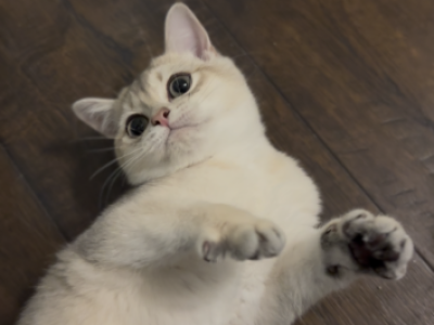 Murphy - British Shorthair - Gallery Photo #1