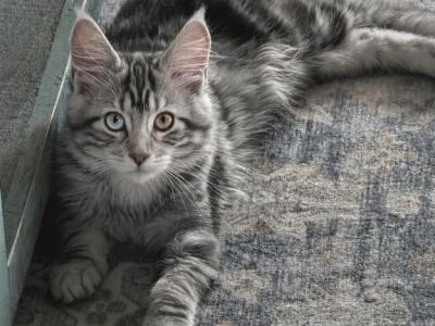 Athena & Esme Kittens - Maine Coon - Gallery Photo #1