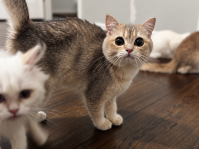 Pepper - British Shorthair - Gallery Photo #1