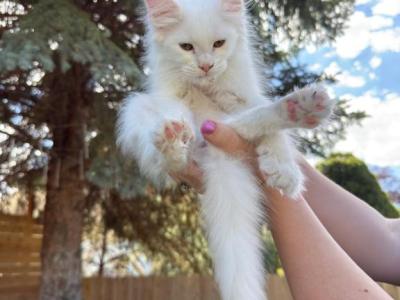 Xayahs Litter - Maine Coon - Gallery Photo #1