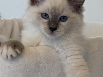 RESERVED TICA Blue Mitted Bentley - Ragdoll - Gallery Photo #1