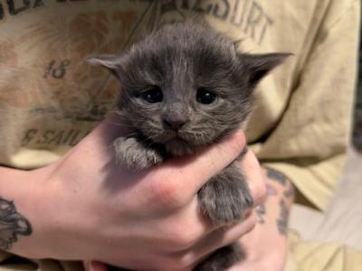 Ivy Fern Thistle - Maine Coon - Gallery Photo #1