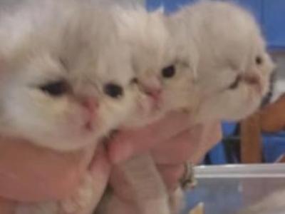 Kittens - Persian - Gallery Photo #1