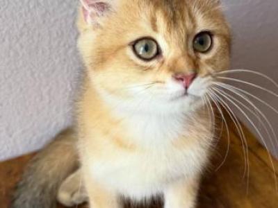 Golden Cat - Scottish Straight - Gallery Photo #1
