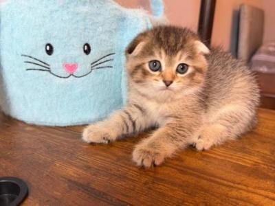 Scottish Fold Cutie Girl - Scottish Fold - Gallery Photo #1