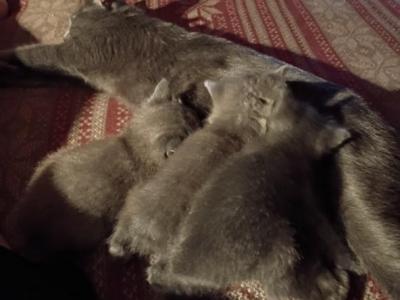 Hazals Three Babies - Manx - Gallery Photo #1