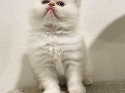 Sugar - Persian - Gallery Photo #1