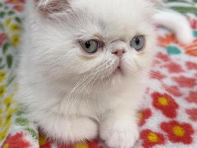 Exotic White Odd Eye Male - Exotic - Gallery Photo #1