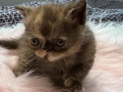 Exotic Tortie Female - Exotic - Gallery Photo #1