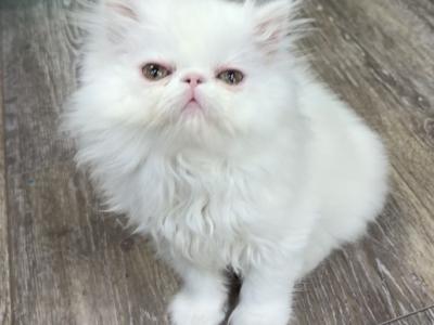 White Female Ready To Go - Persian - Gallery Photo #1