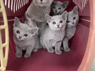 Russian Blue Kittens Litter - Russian Blue - Gallery Photo #1