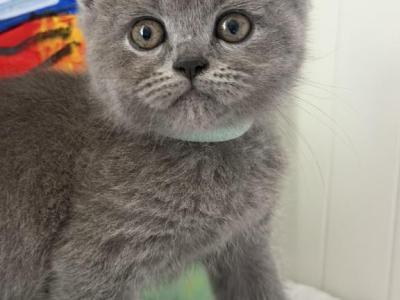 Lucas - British Shorthair - Gallery Photo #1